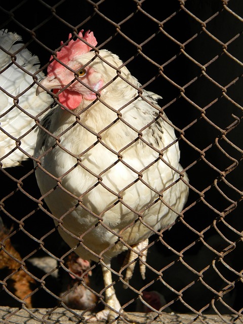 机的方式 机的方式